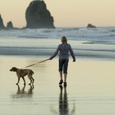 dog walk at the beach