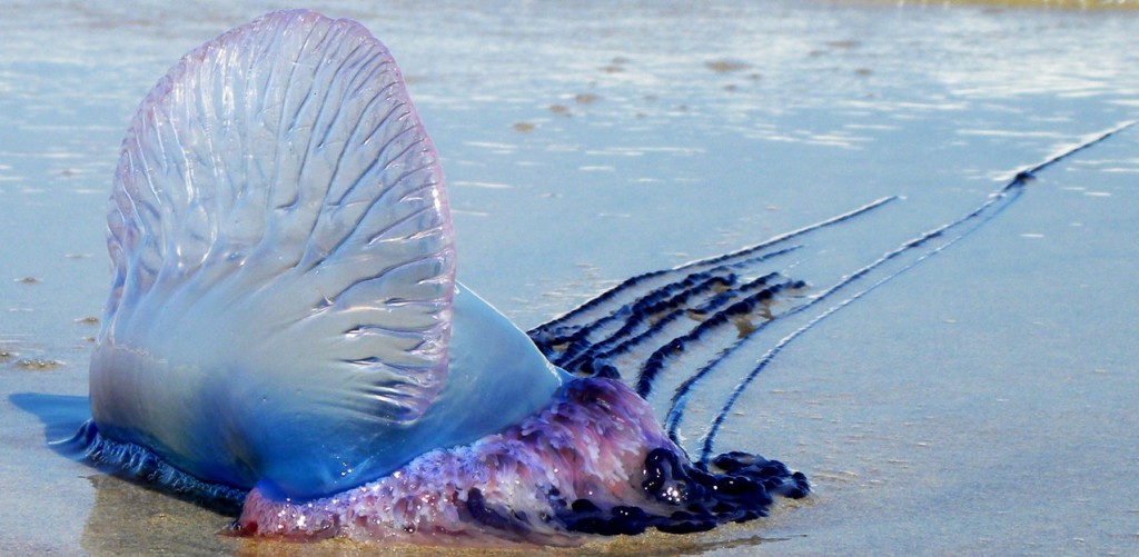 Portuguese Man O'War Spotted on UK Beaches | Tidetimes.co.uk