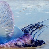 poruguese man-o-war